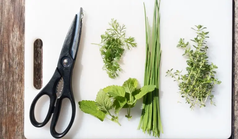 kitchen shear with herbs