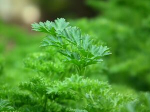 What Is Parsley